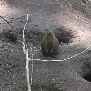 Prairie Dog