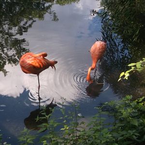 Caribbean flamingo