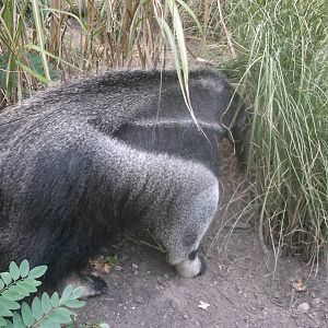 Giant anteater