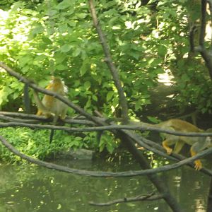 Squirrel Monkeys
