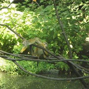 Squirrel Monkeys