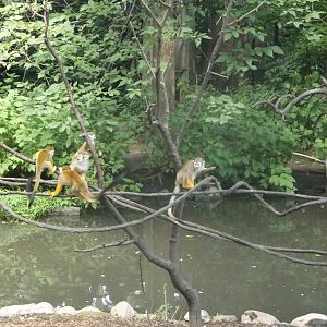 Squirrel Monkeys
