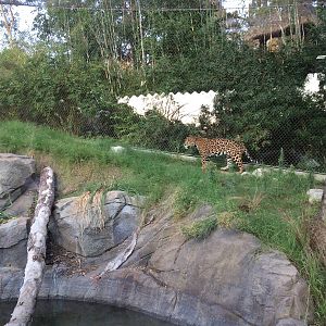 Jaguar - Members Appreciation Night