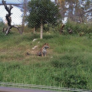 Jaguar - Members Appreciation Night