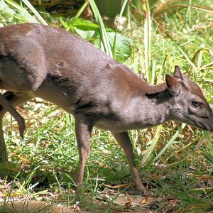 Blue duiker; Colchester; 21st August 2016