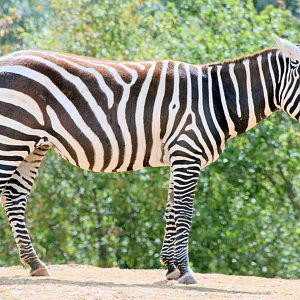 Maneless zebra; Colchester; 21st August 2016