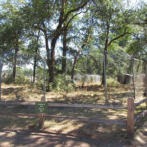 Grey Wolf Exhibit #1