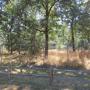 Grey Wolf Exhibit #2