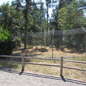 Grey Wolf Exhibit #3