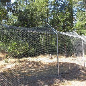 Grey Wolf Exhibit #4