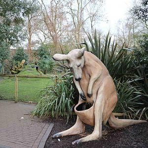 Kangaroo viewing, February 2016