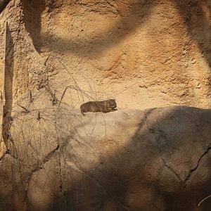 Intensive hyrax barriers, February 2016
