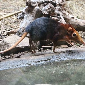 Black-and-rufous elephant shrew, February 2016