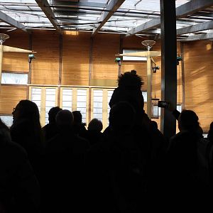 Giraffe crowds, February 2016