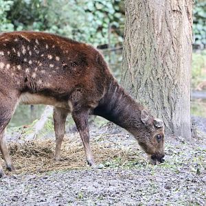 Philippine spotted deer, February 2016