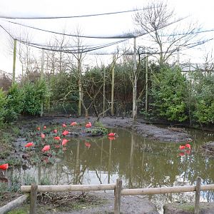 South American aviary, February 2016