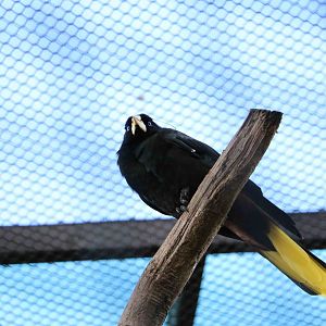 Crested oropendola, February 2016