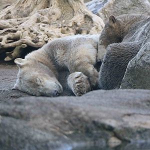 Brown polar bears, February 2016