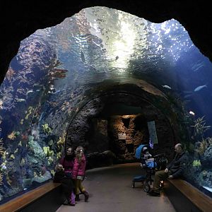 Oceanium coral reef tunnel, February 2016