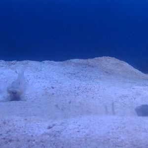 Orange Spotted Goby digging sand