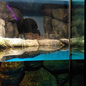 Rockhopper penguin exhibit