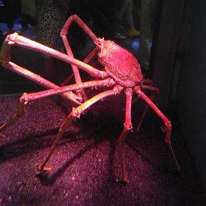 Japanese spider crab