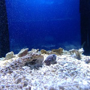 Spotfin jawfish