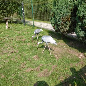 White-naped cranes in Himalaya Falls aviary