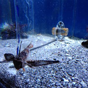 Purple flying gurnard