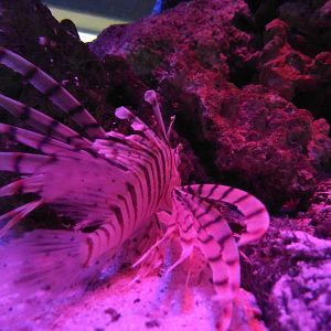 Lionfish