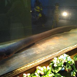 Electric eel tank