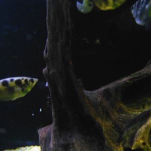 Archerfish
