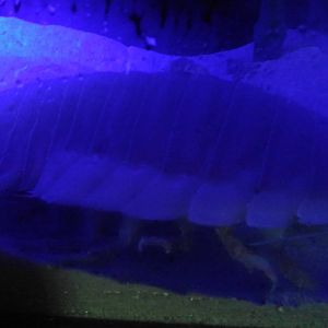 Giant isopod