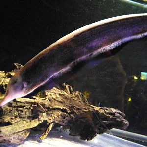 Weird looking fish