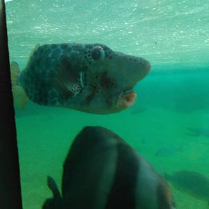 Another weird looking fish