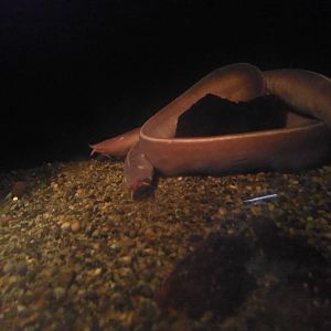 Hagfish