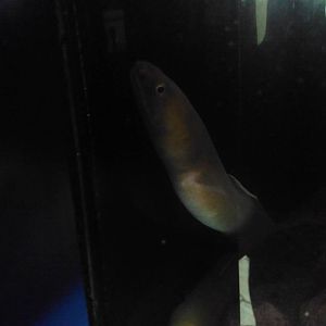 Manetail snake eel