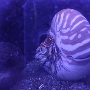 Nautilius