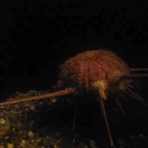 Sea urchin