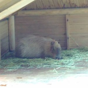 Capybara