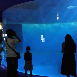 Commerson's dolphin tank