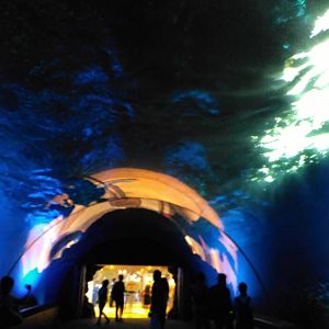 Bottlenose dolphin tank