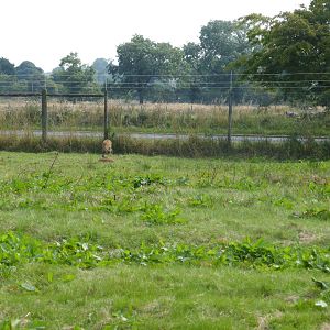 Recently fenced area .