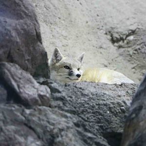 Swift fox, February 2016