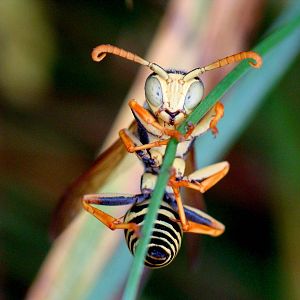 Polistes bischoffi .