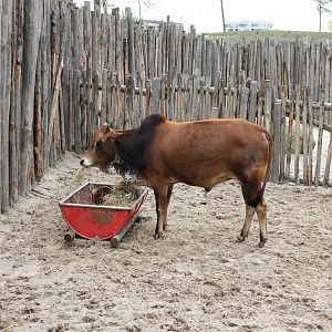 SERENGA : Dwarf zebu