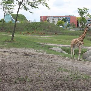 SERENGA : Part of African plain