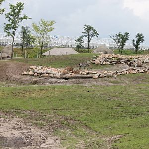 SERENGA : African plain