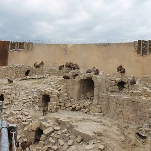 SERENGA : Hamadryas baboon enclosure