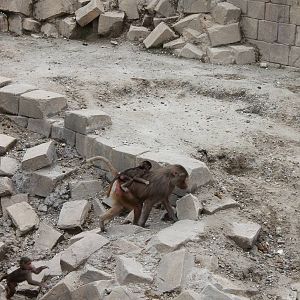 SERENGA : Hamadryas baboons